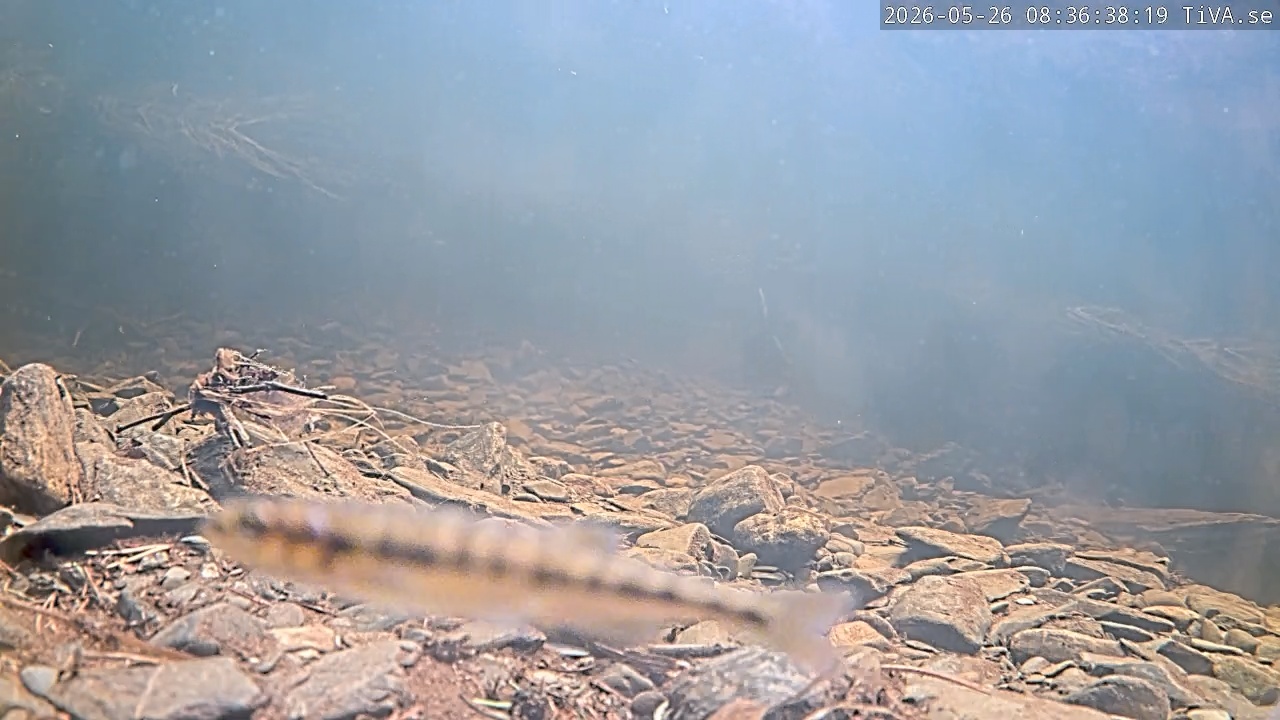 Video 2026-05-26 08:36
