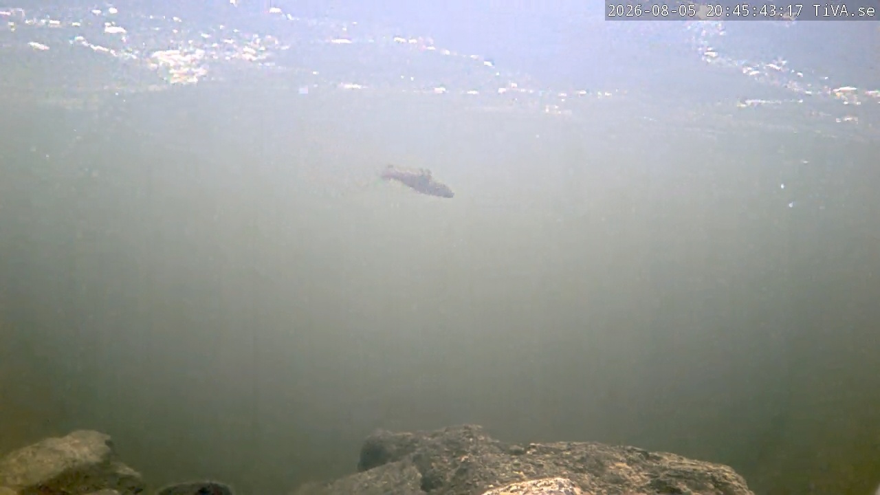 Video 2026-08-05 20:45