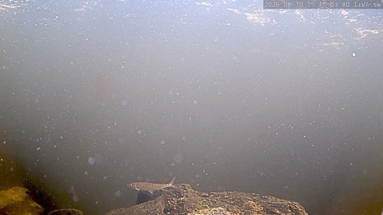 Video 2026-08-10 15:17