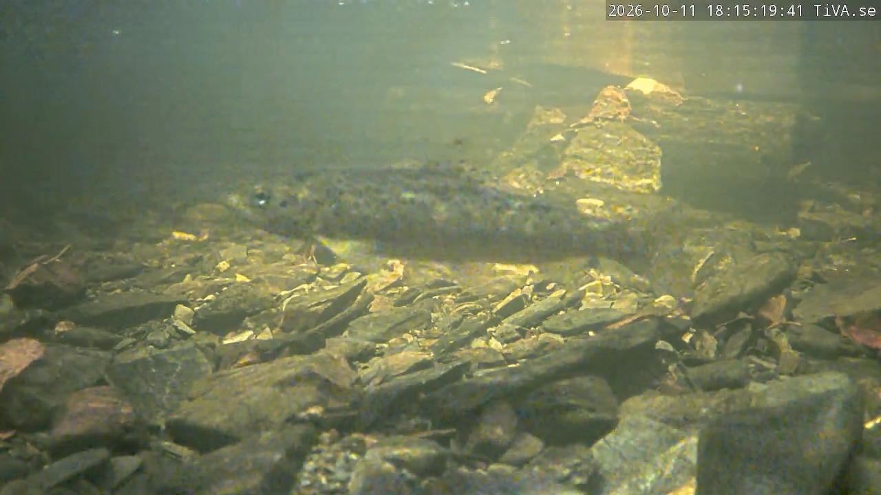 Video 2026-10-11 18:15