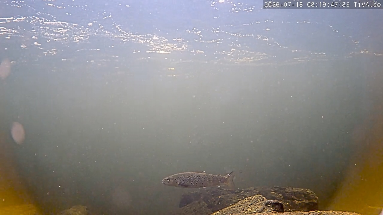 Video 2026-07-18 08:19
