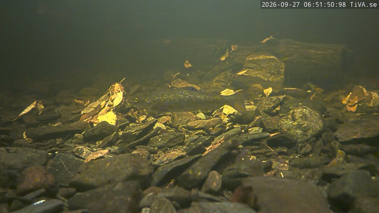 Video 2026-09-27 06:52