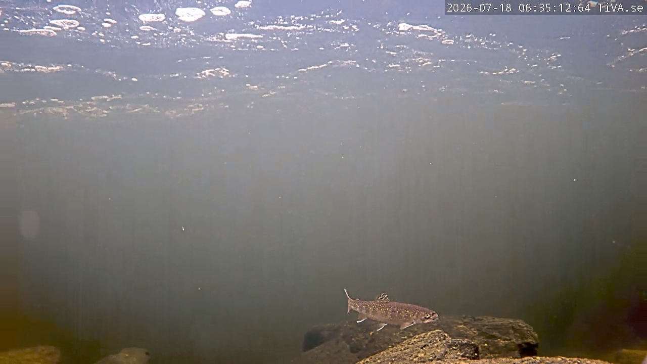 Video 2026-07-18 06:35