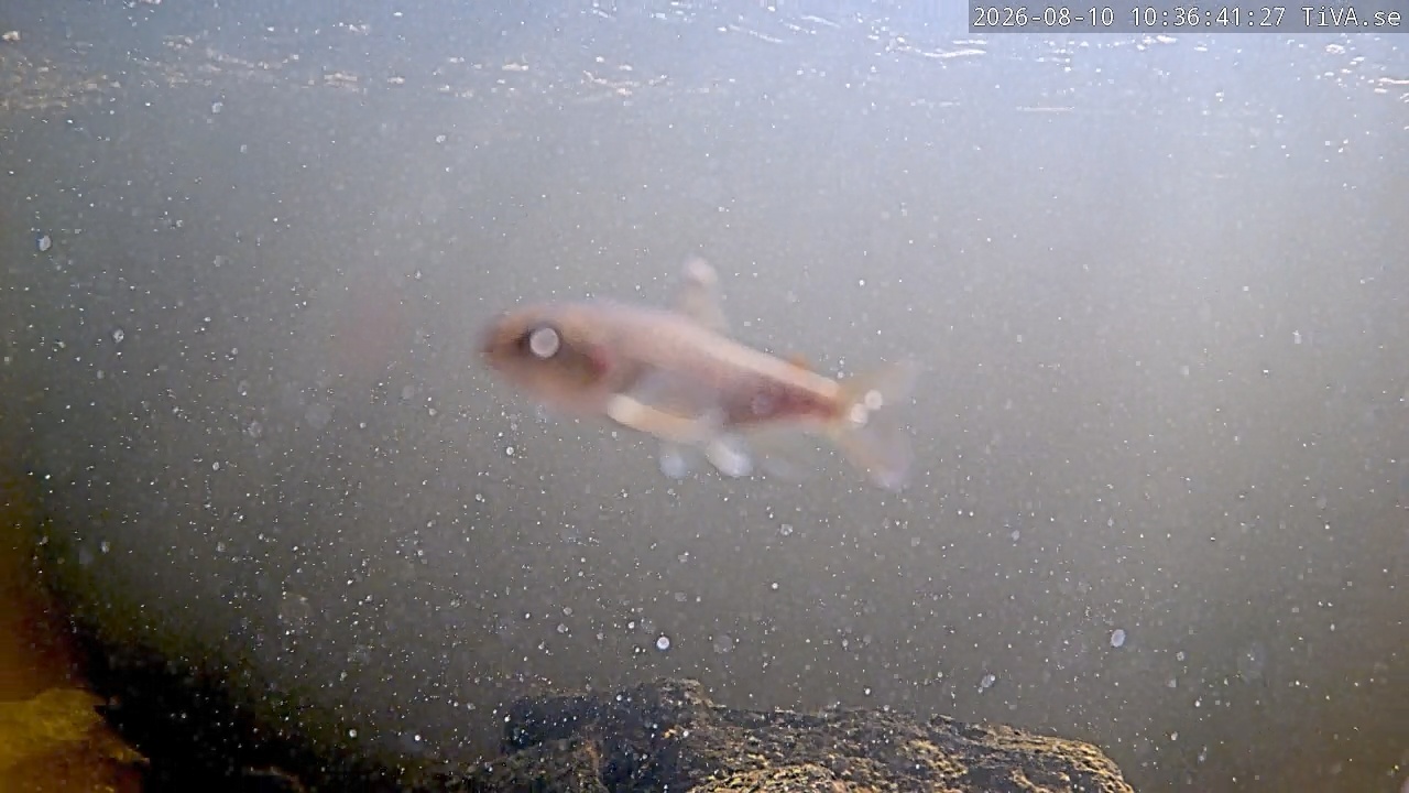 Video 2026-08-10 10:36