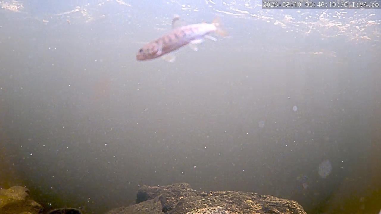Video 2026-08-10 06:46