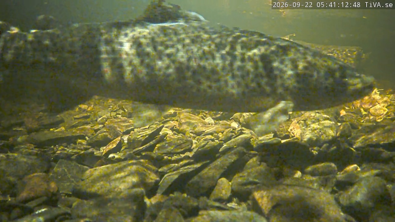 Video 2026-09-22 05:41