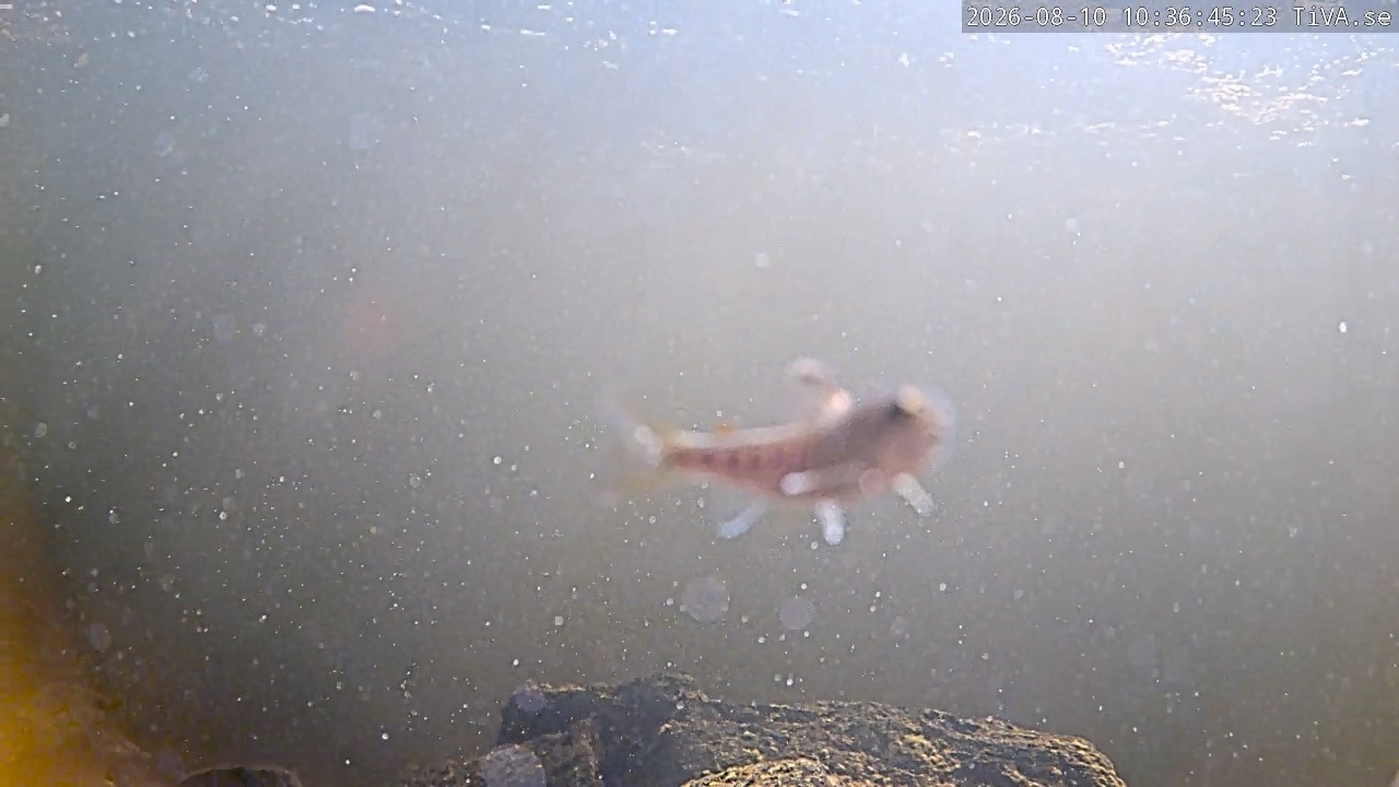 Video 2026-08-10 10:36
