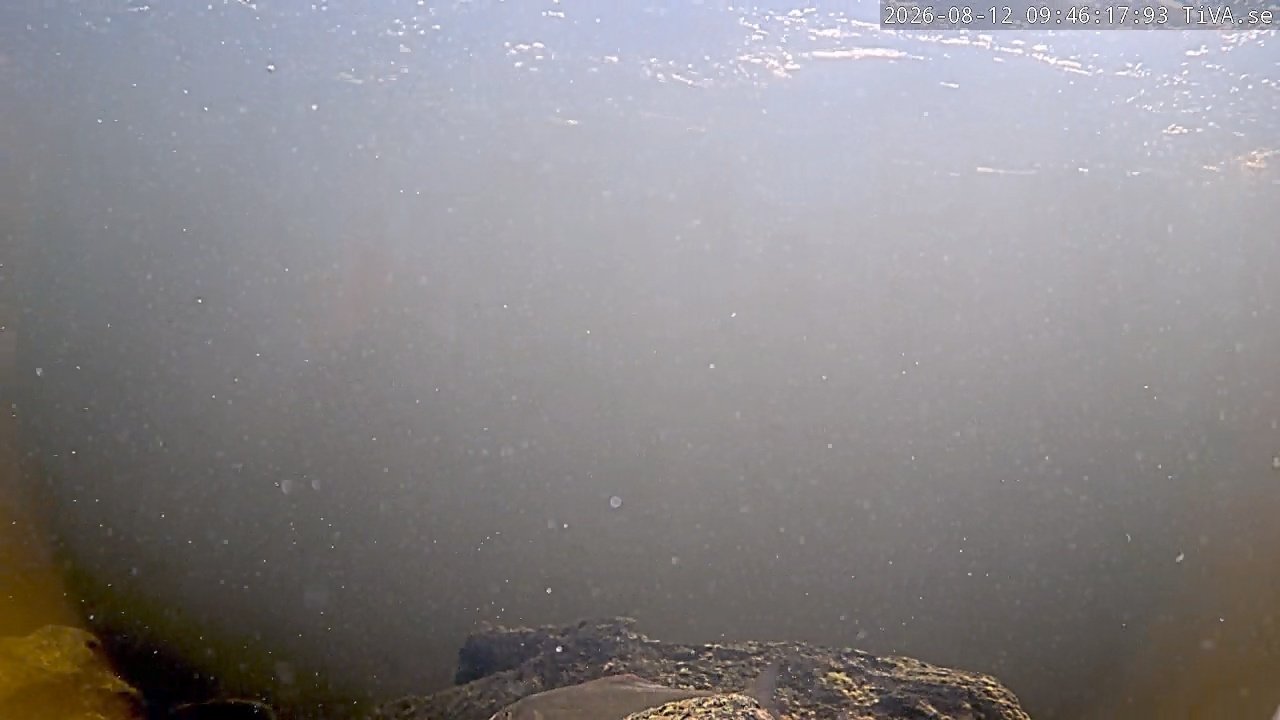Video 2026-08-12 09:46