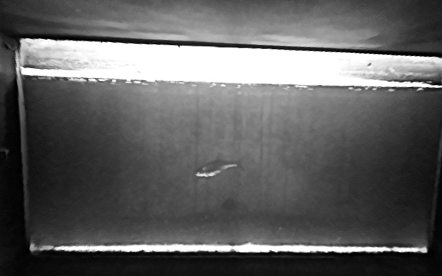 Video 2026-09-29 23:52