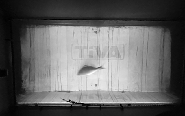 Video 2026-09-19 06:17