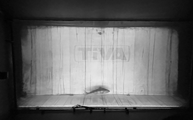 Video 2026-09-19 02:59