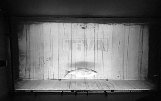 Video 2026-10-11 04:53