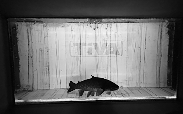 Video 2026-09-15 05:29