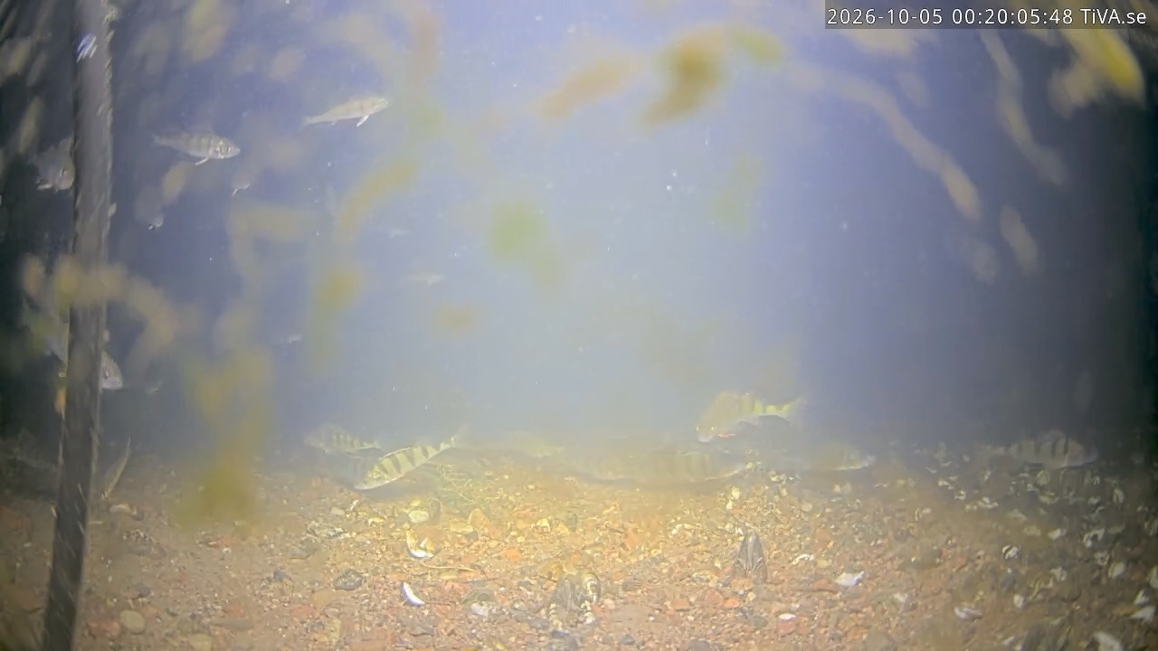 Video 2026-10-05 00:20