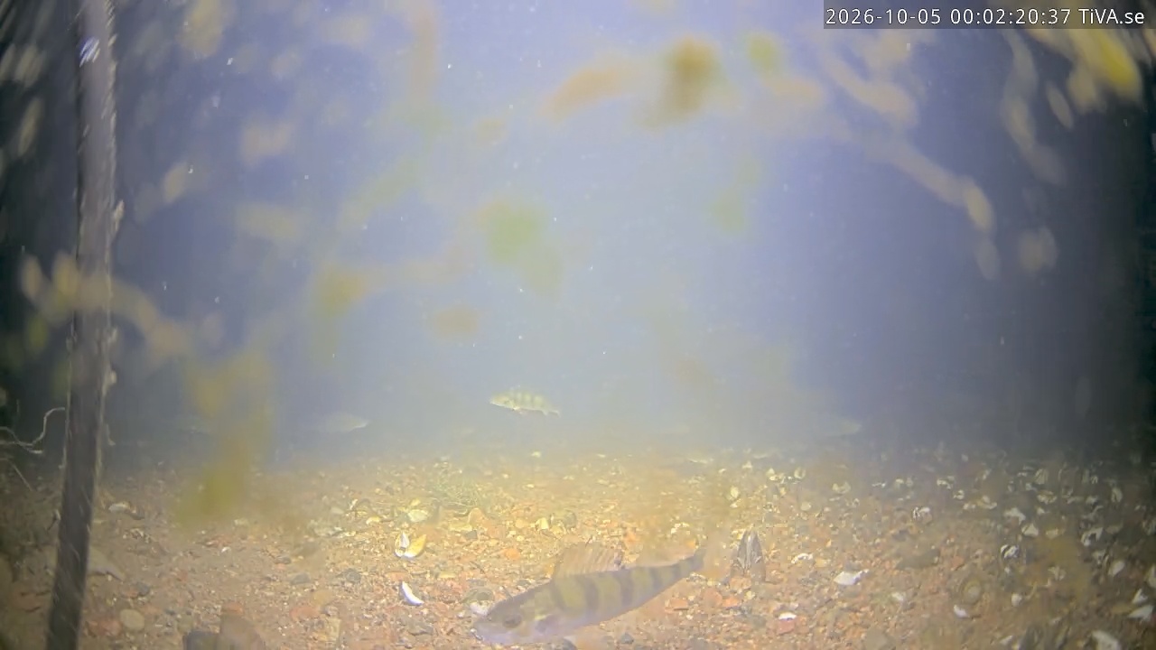 Video 2026-10-05 00:02