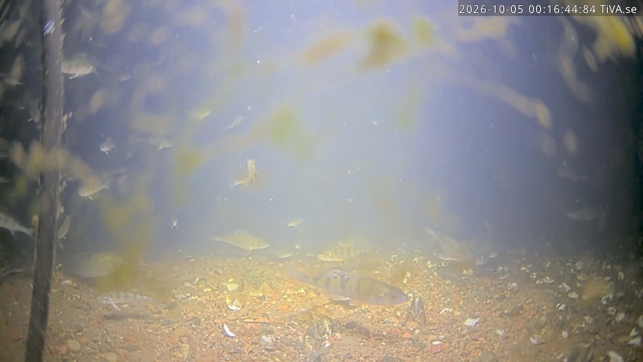 Video 2026-10-05 00:16