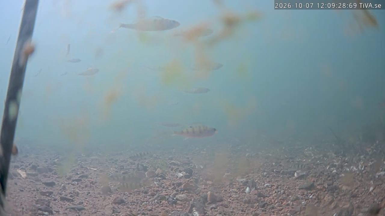 Video 2026-10-07 12:09