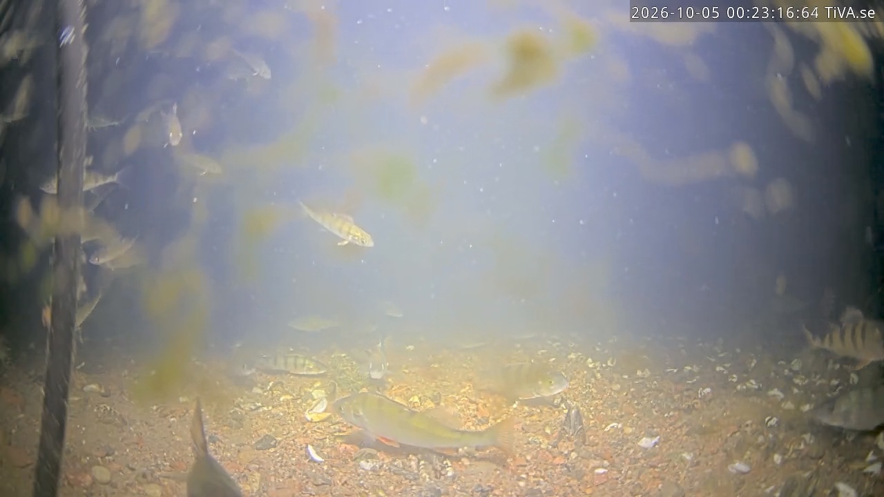 Video 2026-10-05 00:23