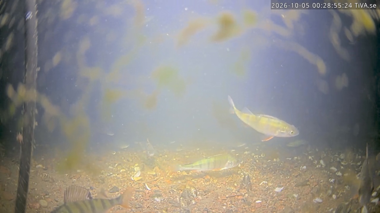 Video 2026-10-05 00:29