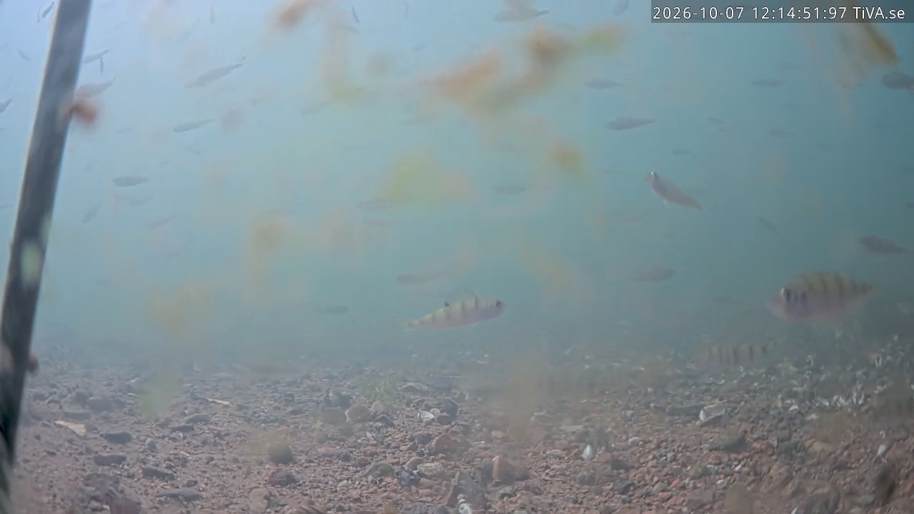 Video 2026-10-07 12:15