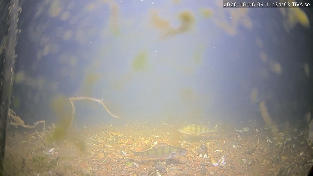 Video 2026-10-06 04:11