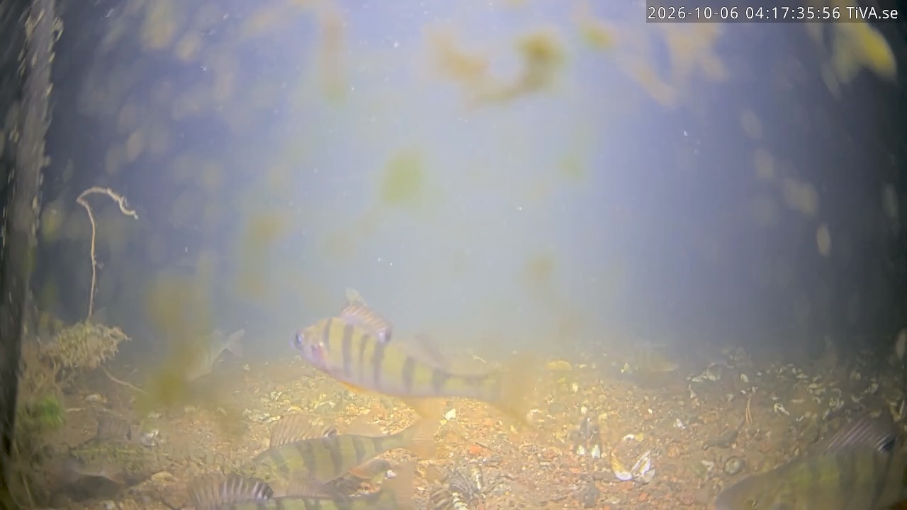 Video 2026-10-06 04:17