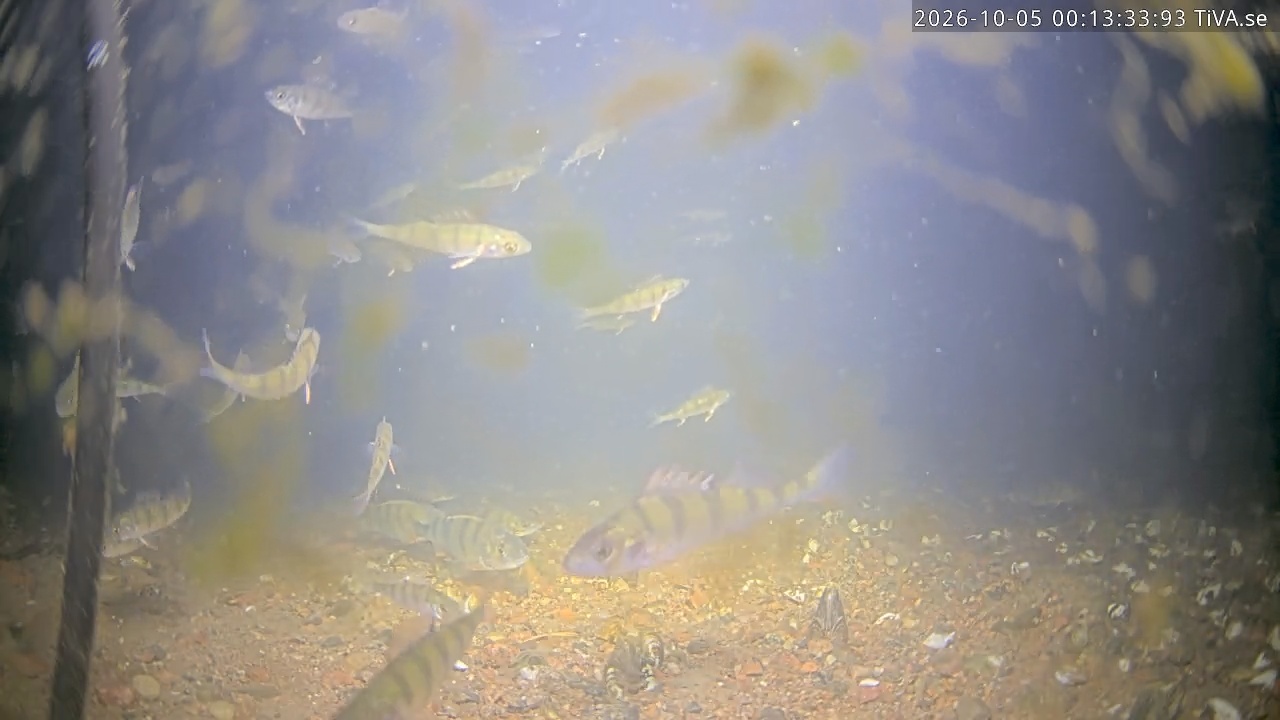 Video 2026-10-05 00:13