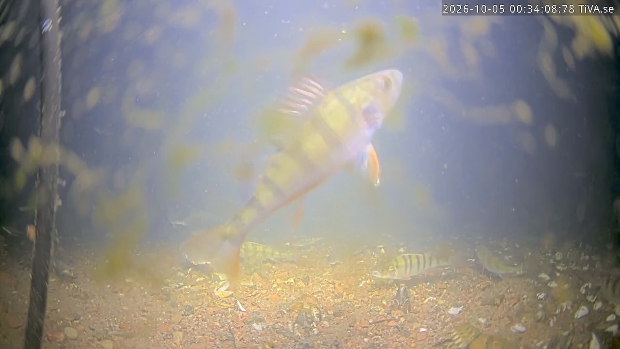 Video 2026-10-05 00:34