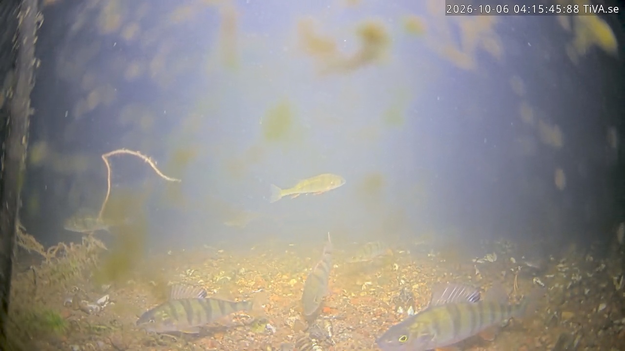 Video 2026-10-06 04:15
