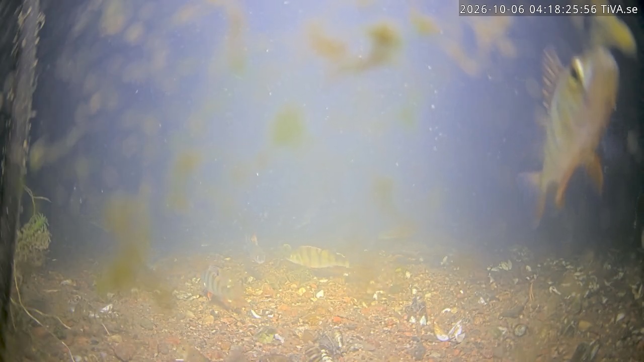 Video 2026-10-06 04:18