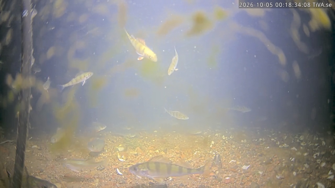 Video 2026-10-05 00:18