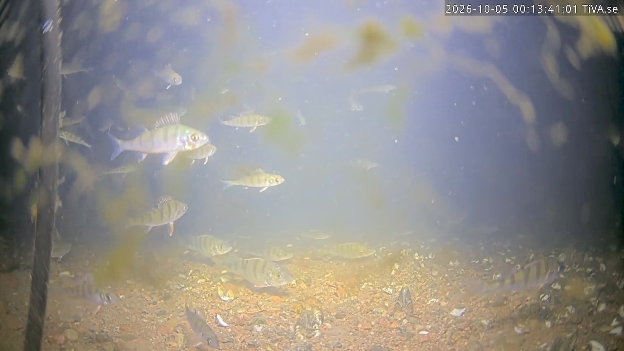 Video 2026-10-05 00:13