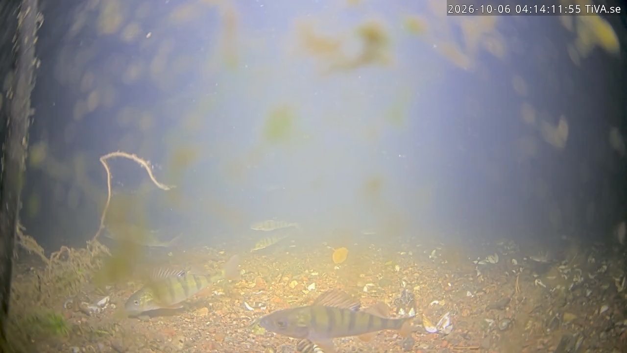 Video 2026-10-06 04:14