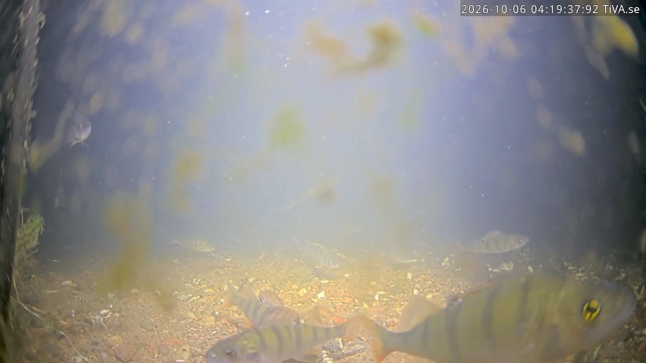 Video 2026-10-06 04:19