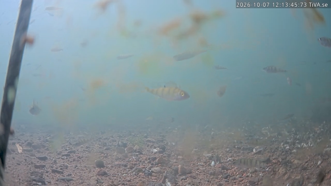 Video 2026-10-07 12:13