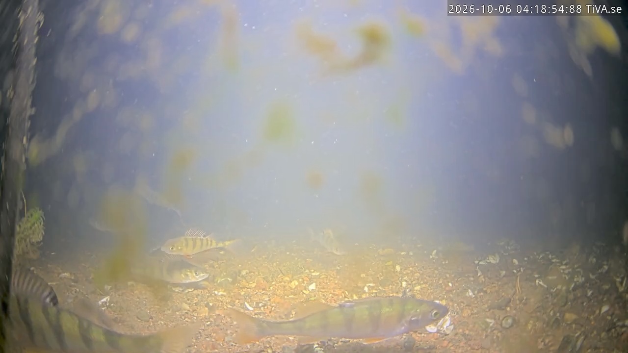 Video 2026-10-06 04:19