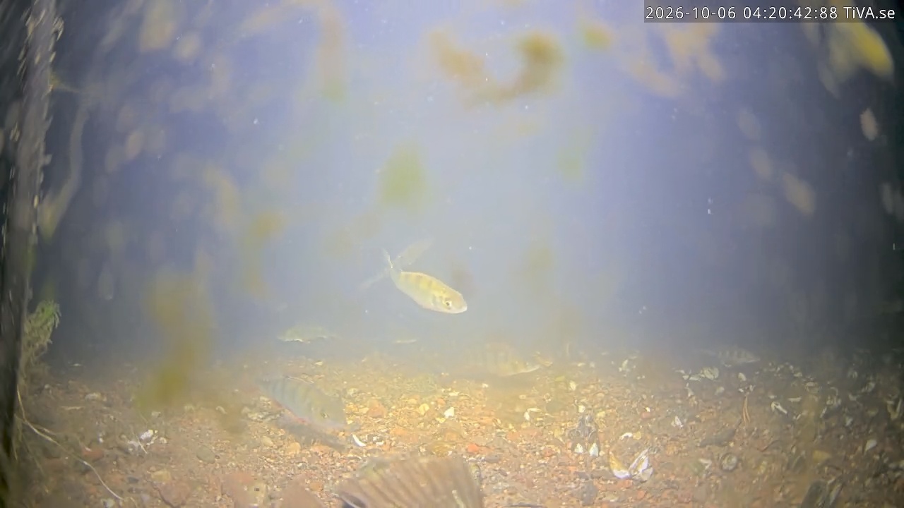 Video 2026-10-06 04:20