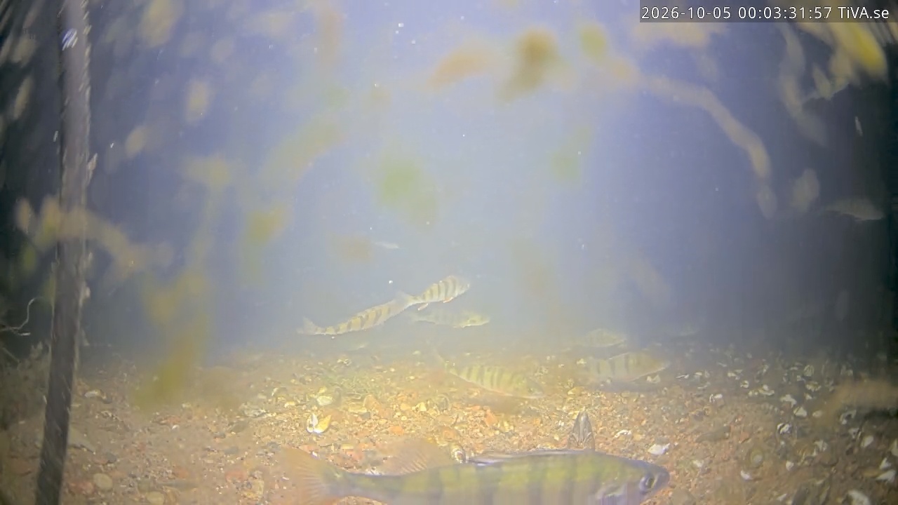 Video 2026-10-05 00:03