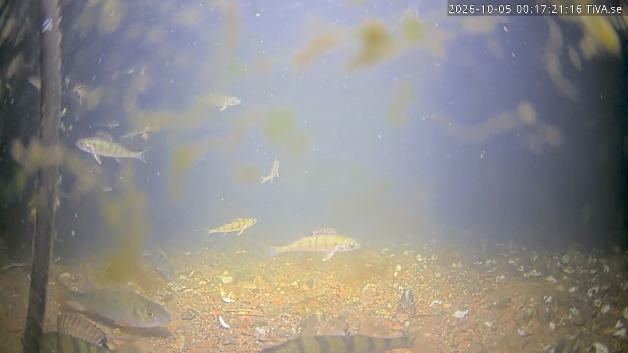 Video 2026-10-05 00:17