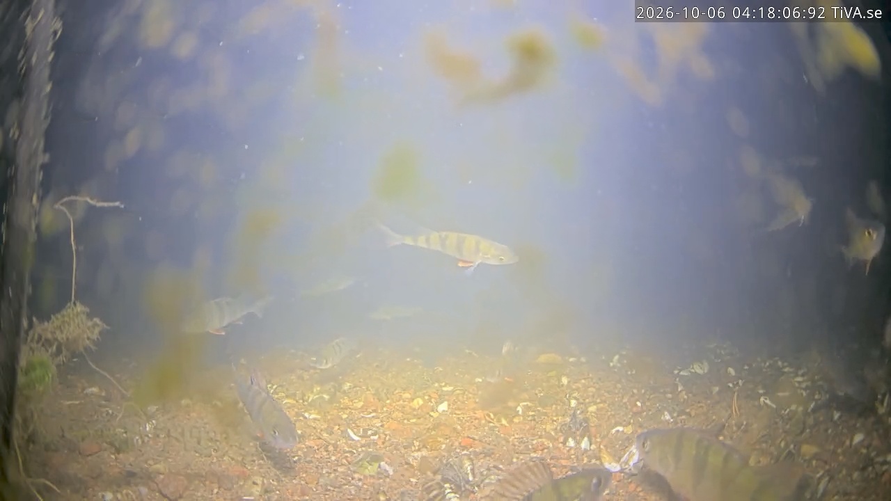 Video 2026-10-06 04:18