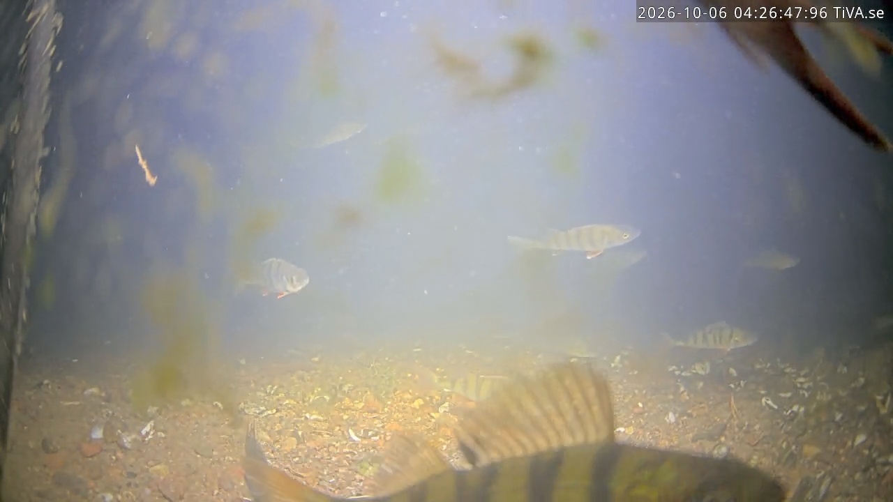 Video 2026-10-06 04:26