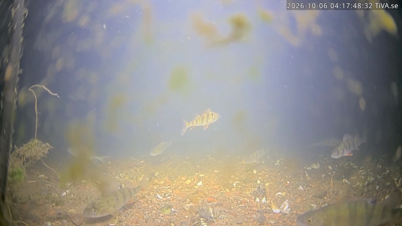 Video 2026-10-06 04:18
