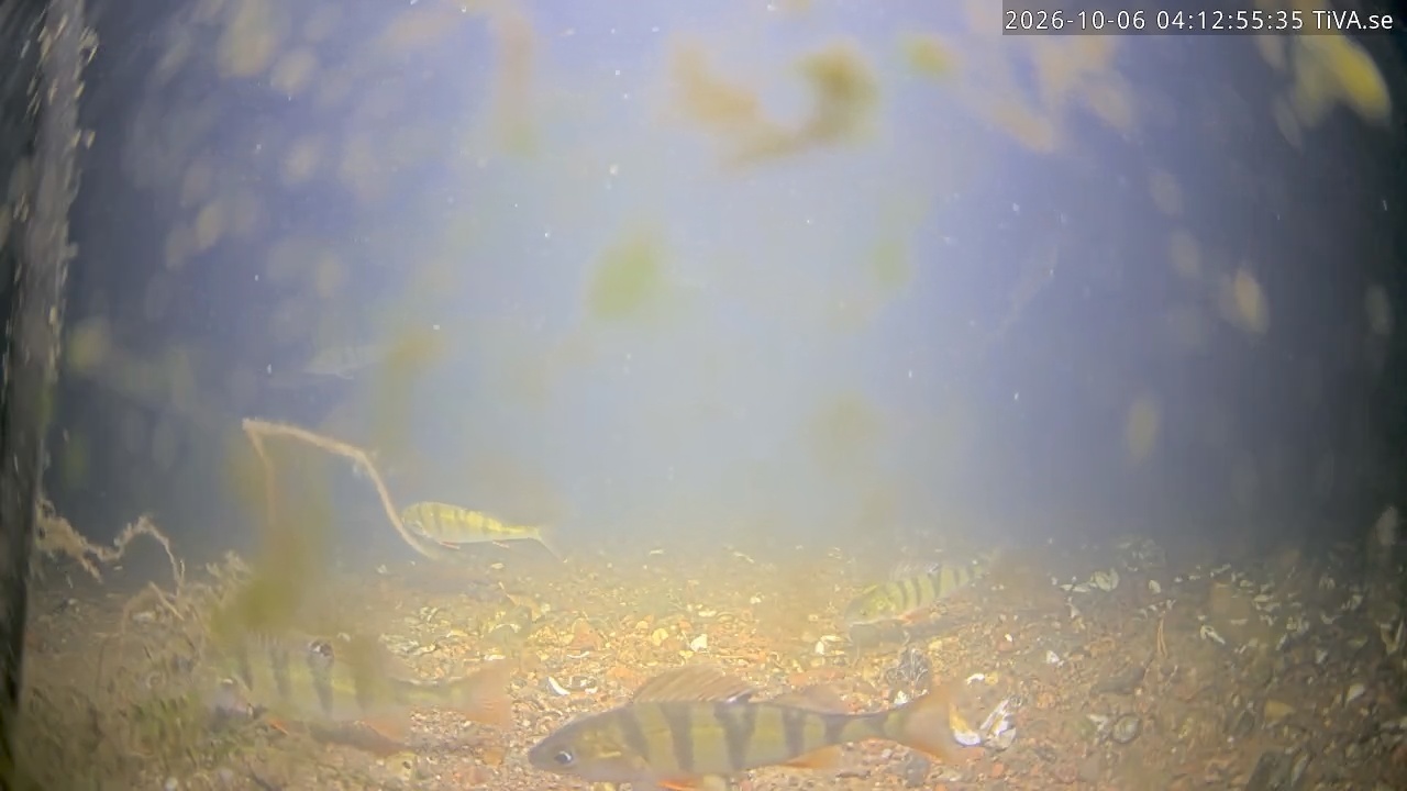 Video 2026-10-06 04:13