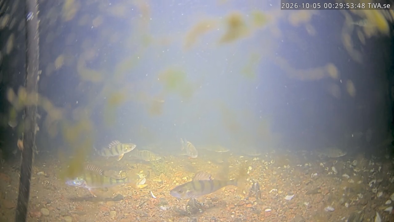 Video 2026-10-05 00:29