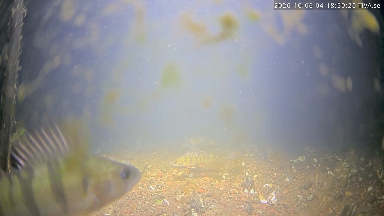 Video 2026-10-06 04:18