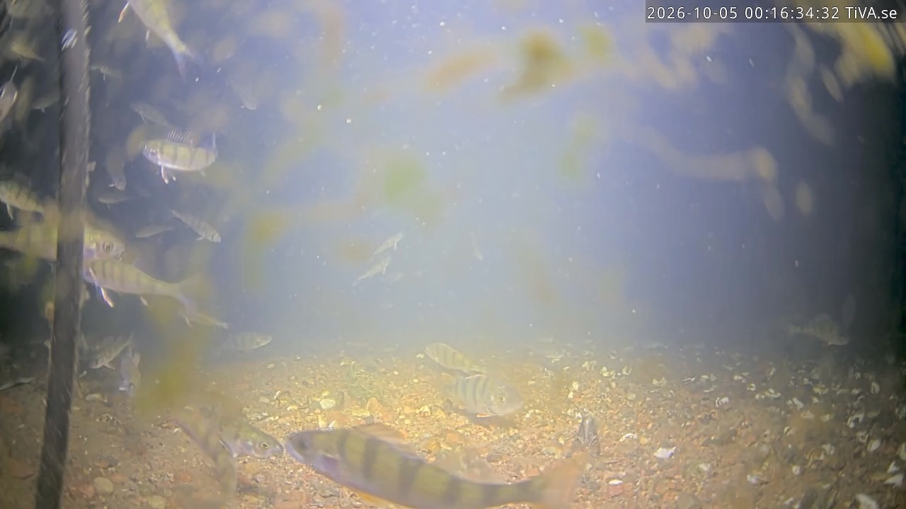 Video 2026-10-05 00:16