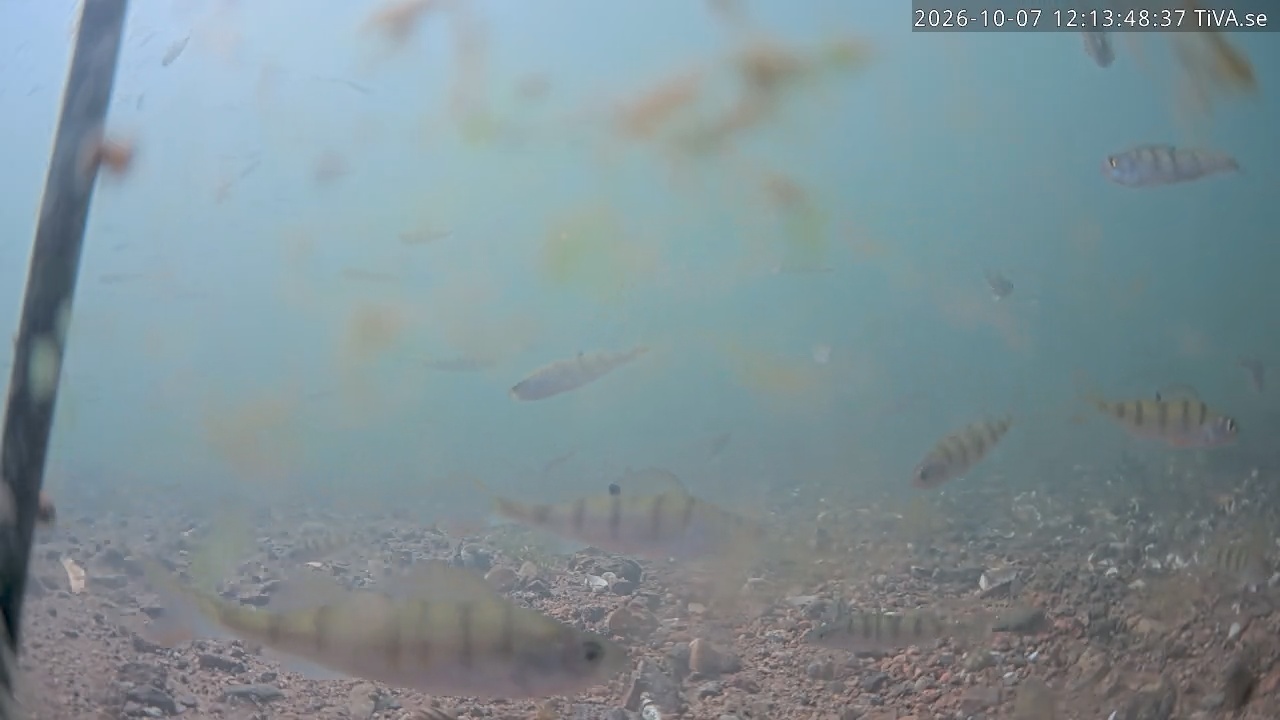 Video 2026-10-07 12:13