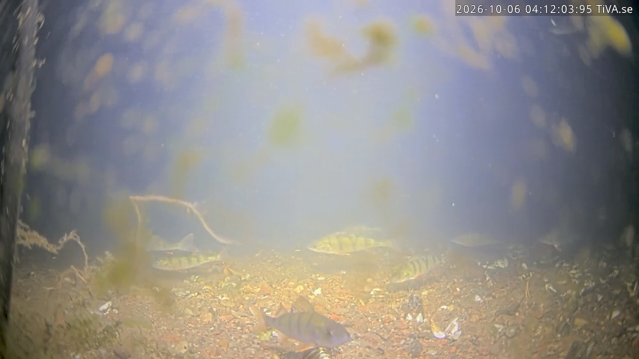 Video 2026-10-06 04:12