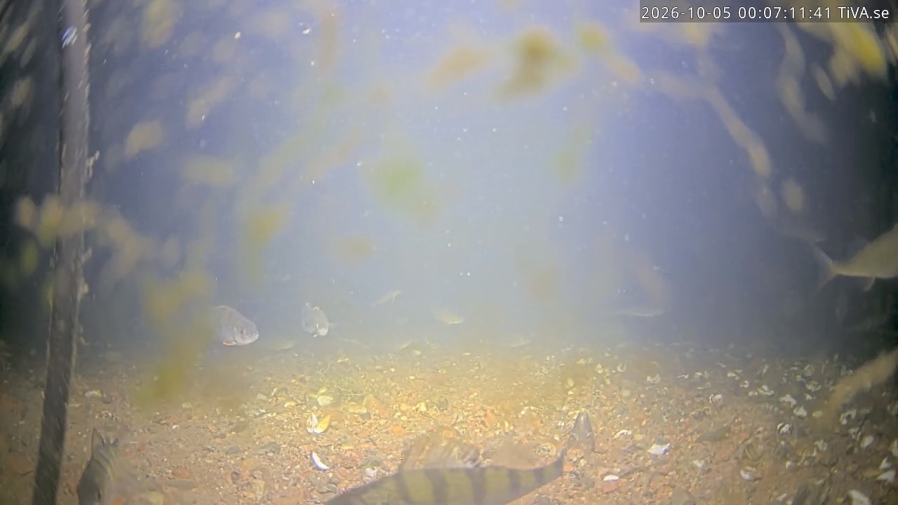 Video 2026-10-05 00:07