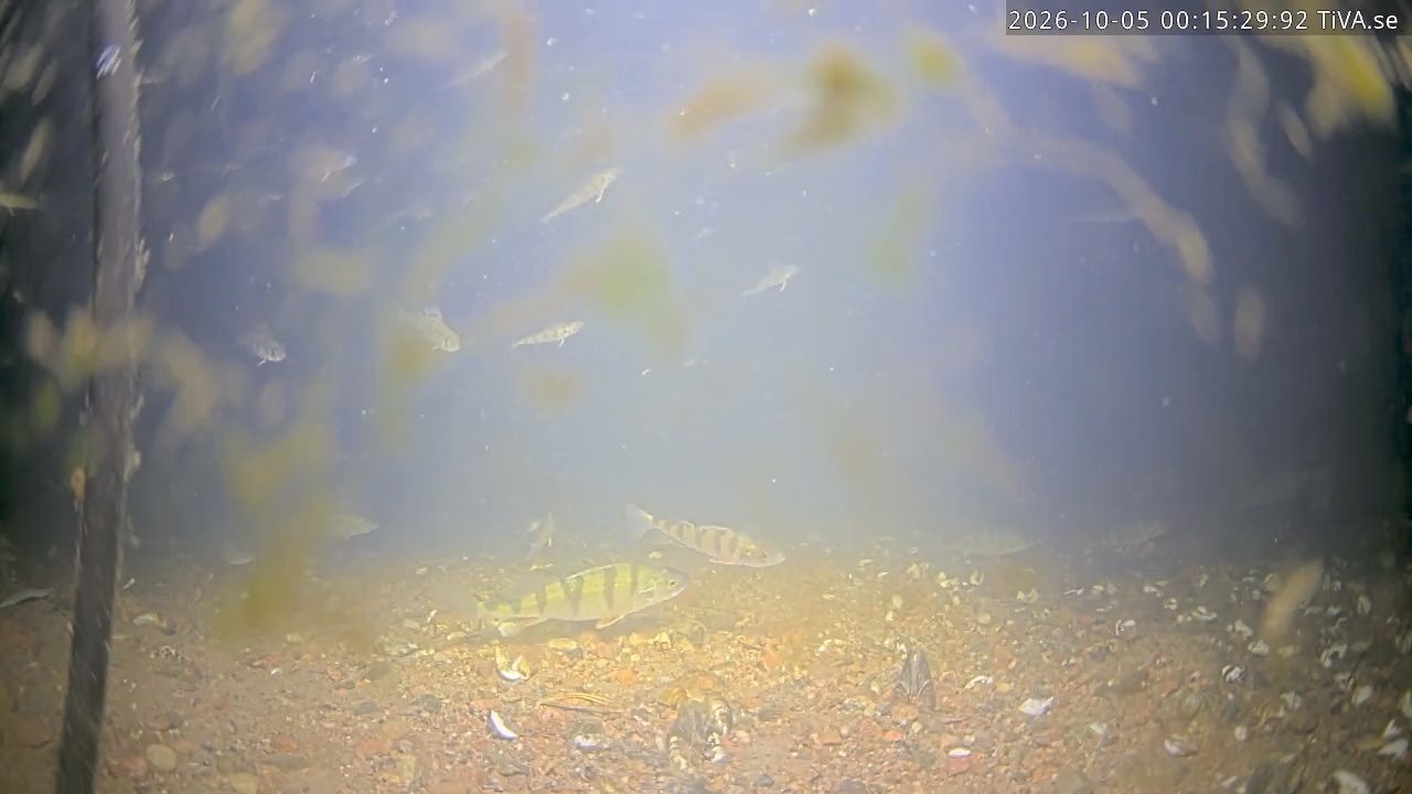 Video 2026-10-05 00:15
